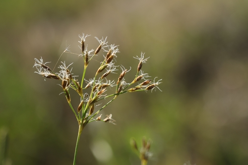 Fimbristylis complanata observed 2026-05-27