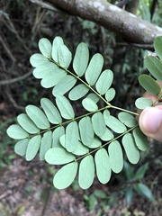 Albizia corniculata