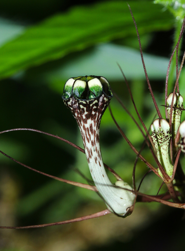 Ceropegia fantastica