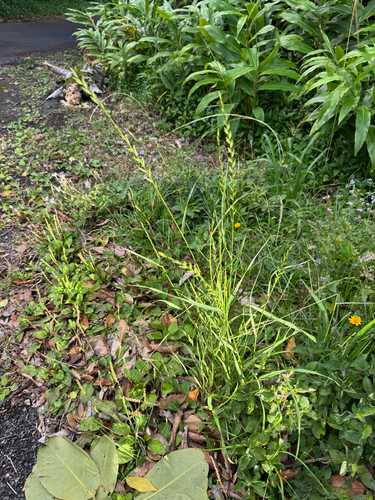Lolium multiflorum observed 2026-05-27