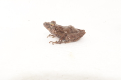 Pristimantis prolatus