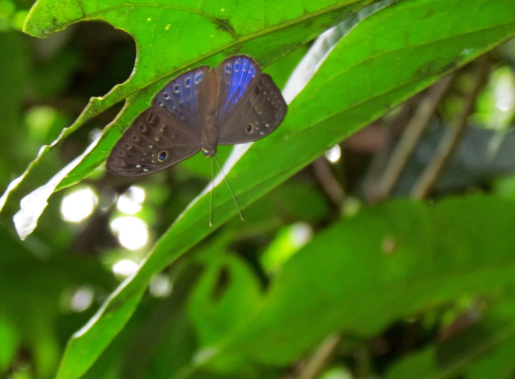 Eurybia franciscana