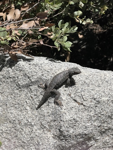 iNaturalist observation photo of Western Fence Lizard