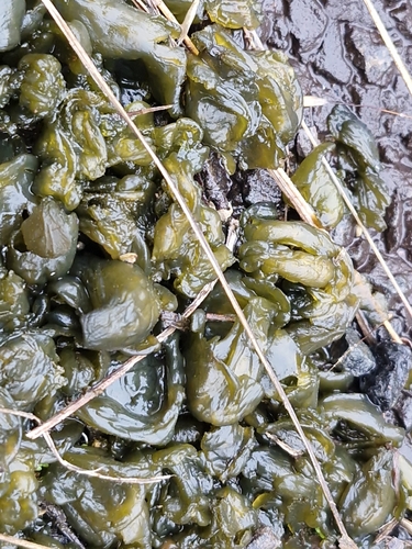 Star Jelly