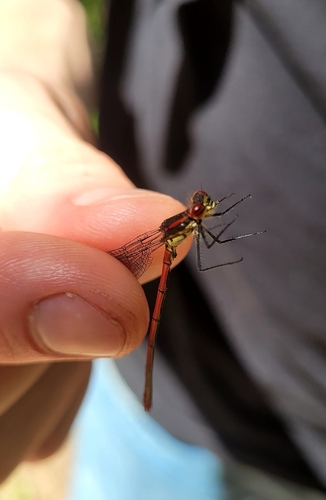 Large Red Damselfly