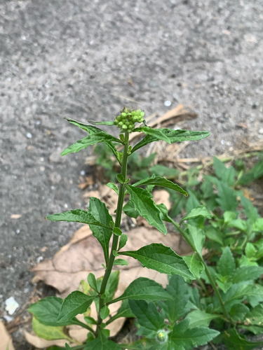 little ironweed