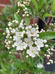 Pyracantha koidzumii