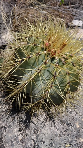 Bisnaga glaucescens