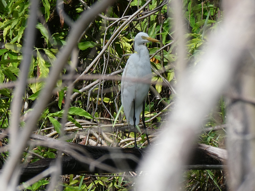 iNaturalist image