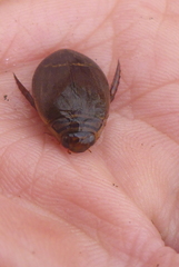 Acilius semisulcatus