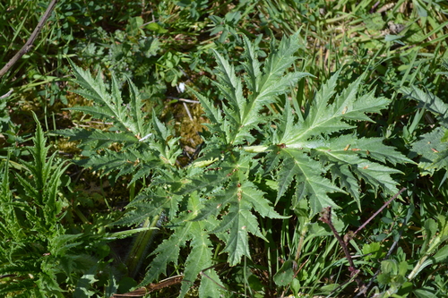 Giant Hogweed
