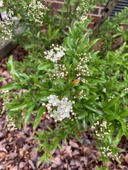 Pyracantha koidzumii