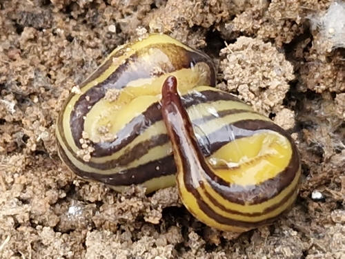Artioposthia adelaidensis