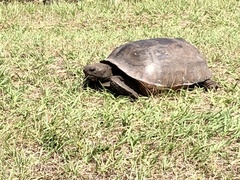 Gopherus polyphemus