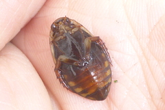 Acilius semisulcatus