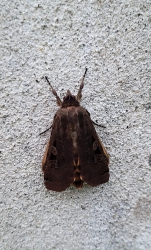 Large Yellow Underwing
