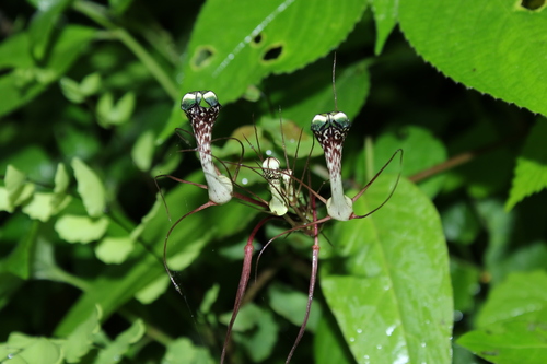 Ceropegia fantastica