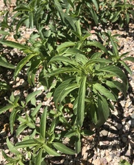 Monarda citriodora