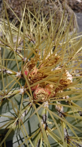 Bisnaga glaucescens