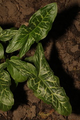 Arum italicum italicum