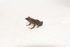 Pristimantis ventrimarmoratus