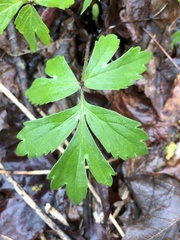 Hydrophyllum virginianum