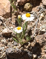 Eriophyllum lanosum