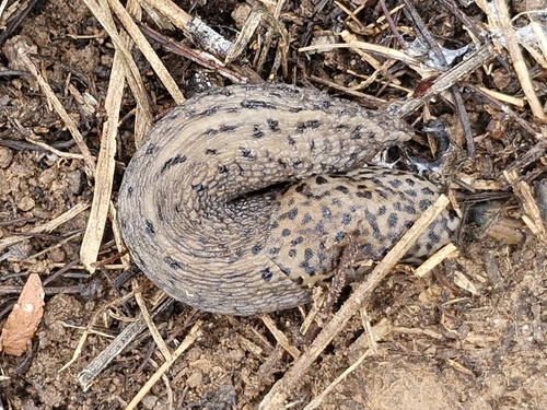 Leopard Slug