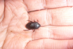 Ilybiosoma seriatum