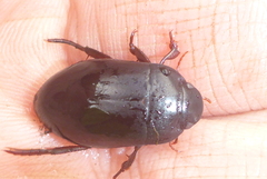 Ilybiosoma seriatum