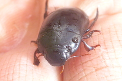 Ilybiosoma seriatum