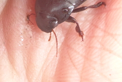 Ilybiosoma seriatum