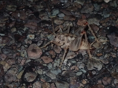 Ceuthophilus variegatus