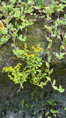 Sedum formosanum, photograph (c) Kiwi Shen, some rights reserved (CC BY)