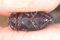 Ilybiosoma seriatum