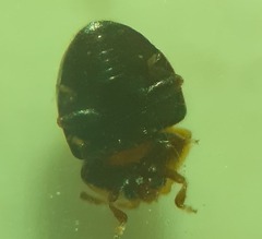 Corylophidae