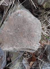 Corylophidae