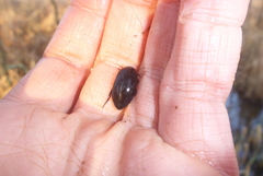 Ilybiosoma seriatum