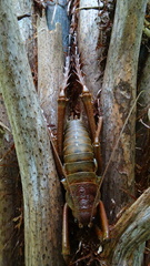 Deinacrida heteracantha