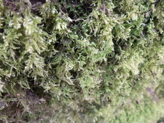 Thamnobryum alopecurum