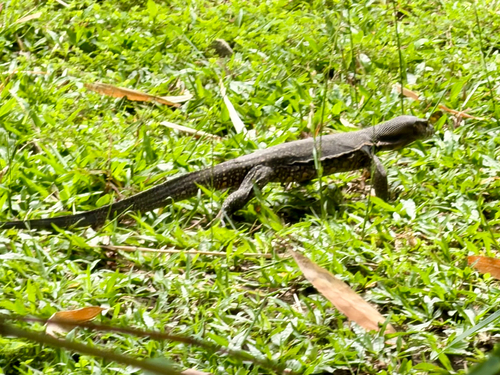 Varanus togianus