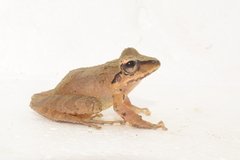 Pristimantis w-nigrum