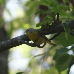 Leiothlypis ruficapilla
