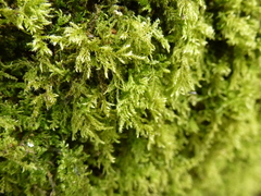 Thamnobryum alopecurum