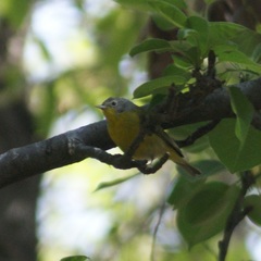 Leiothlypis ruficapilla