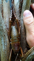 Deinacrida heteracantha