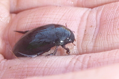 Ilybiosoma seriatum