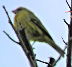 Crithagra scotops umbrosa