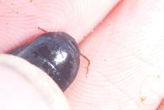 Ilybiosoma seriatum