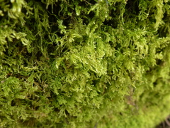 Thamnobryum alopecurum